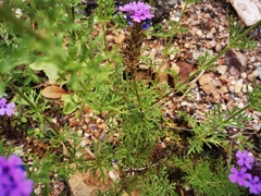 Glandularia chiricahensis