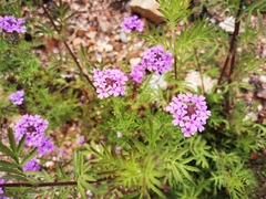 Glandularia chiricahensis