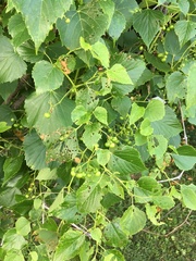 Ampelopsis cordata