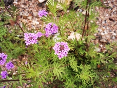 Glandularia chiricahensis