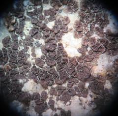 Acarospora americana