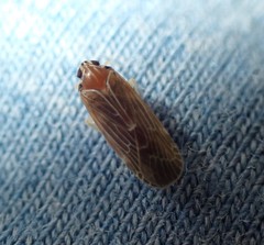 Synecdoche impunctata