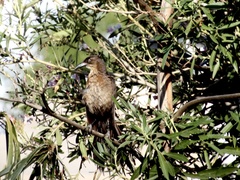 Quiscalus mexicanus