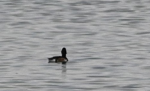 Baer's Pochard