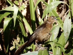 Quiscalus mexicanus