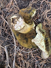Butyriboletus abieticola