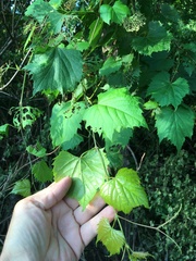 Vitis riparia