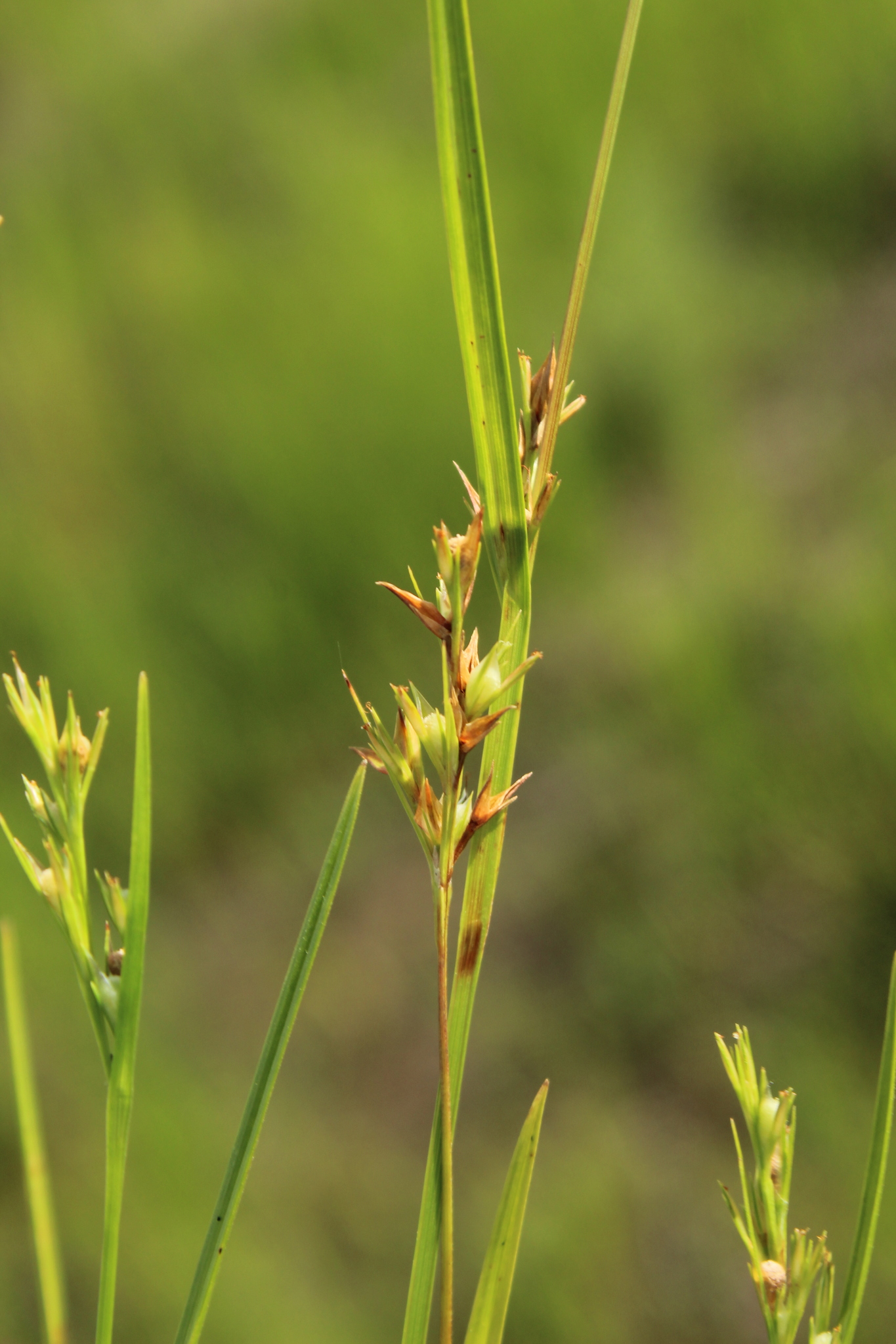 Scleria muehlenbergii