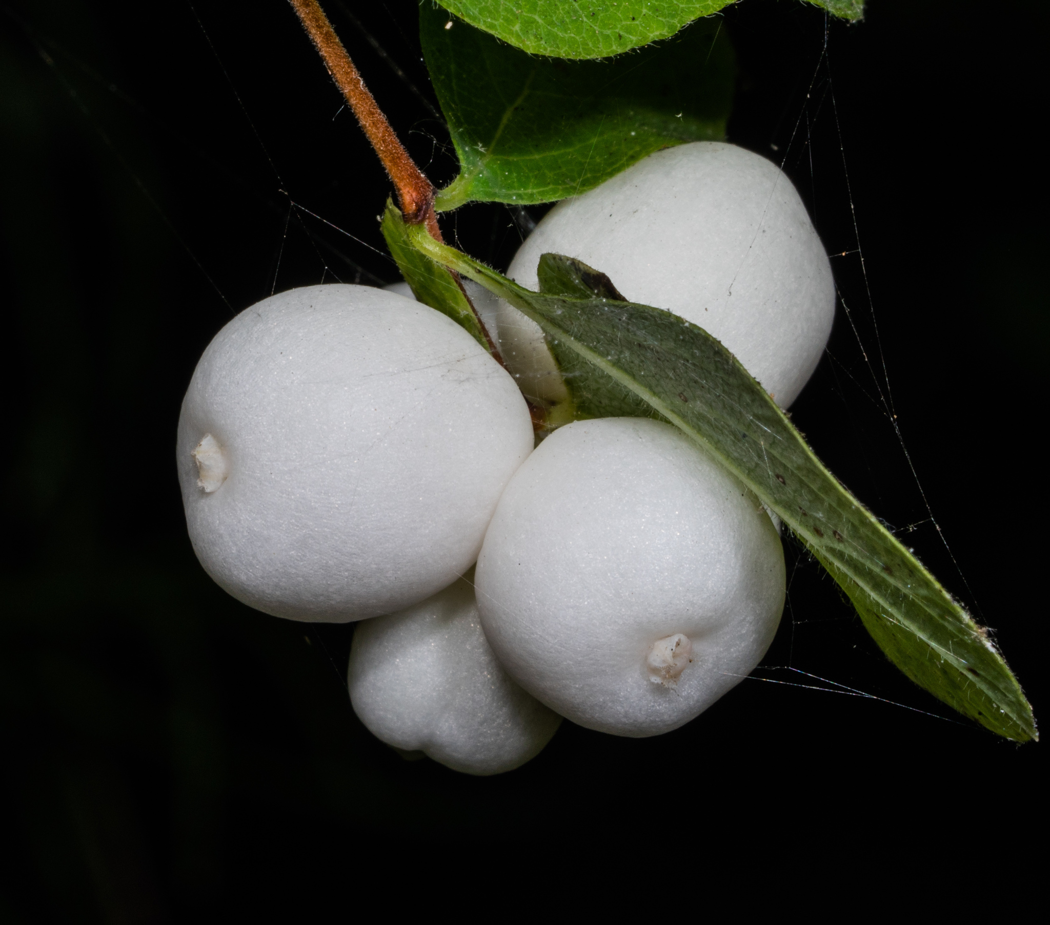 White berries Symphoricarpos albus laevigatus Common snowberry - Photo  #5235 - motosha