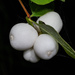 Common Snowberry - Photo (c) Merav Vonshak, some rights reserved (CC BY-NC), uploaded by Merav Vonshak