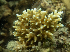 Acropora echinata