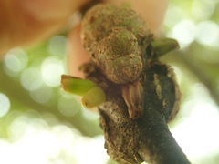 Callirhytis quercusgemmaria