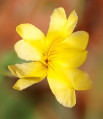 Goodenia berardiana