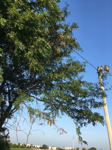 Gleditsia triacanthos