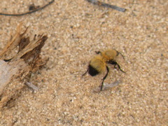 Dasymutilla arenivaga