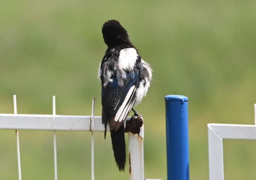 Oriental Magpie