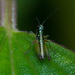 Lithoscirtus viceitas