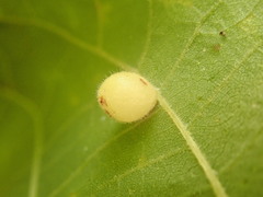 Caryomyia cilidolium