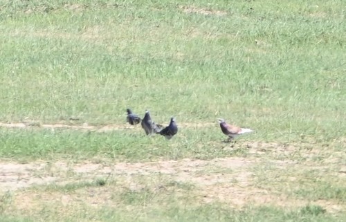 Feral Pigeon
