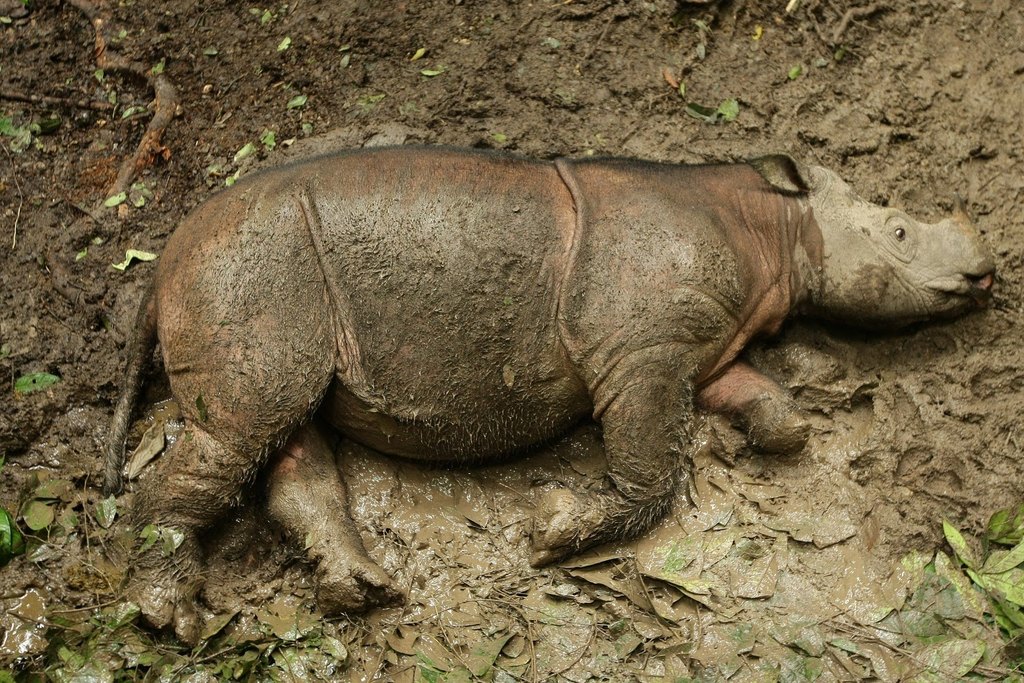 Bornean rhinoceros in December 2011 by azriealliamat · iNaturalist