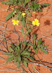 Goodenia berardiana