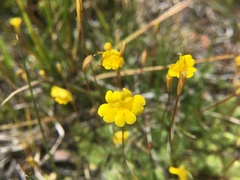 Erythranthe primuloides