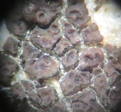 Acarospora americana