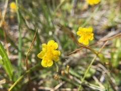 Erythranthe primuloides