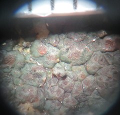 Acarospora americana