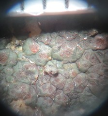 Acarospora americana