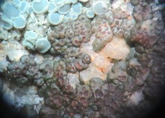 Acarospora americana