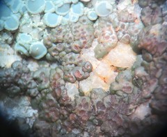 Acarospora americana