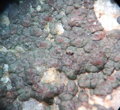 Acarospora americana