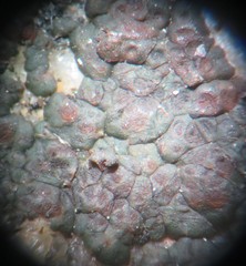 Acarospora americana