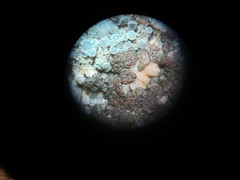 Acarospora americana