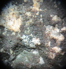 Acarospora americana