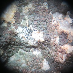 Acarospora americana