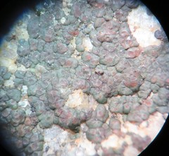 Acarospora americana