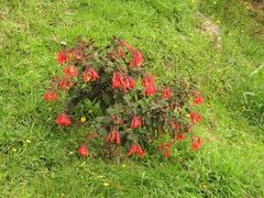 Fuchsia triphylla