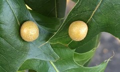 Polystepha