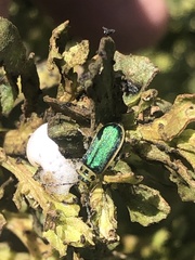 Trirhabda flavolimbata