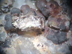 Acarospora americana