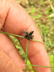 Cyperus niger