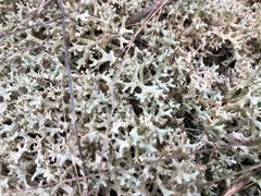 Pulchrocladia corallaizon