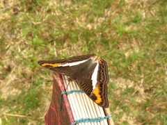 Adelpha corcyra collina