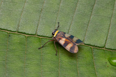 Licontinia introducens image