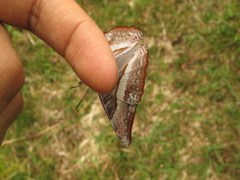 Adelpha corcyra collina