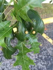 Polystepha