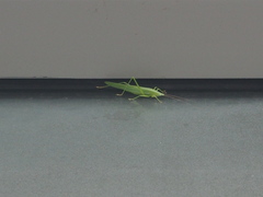 Euconocephalus varius