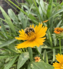 Bombus rufocinctus